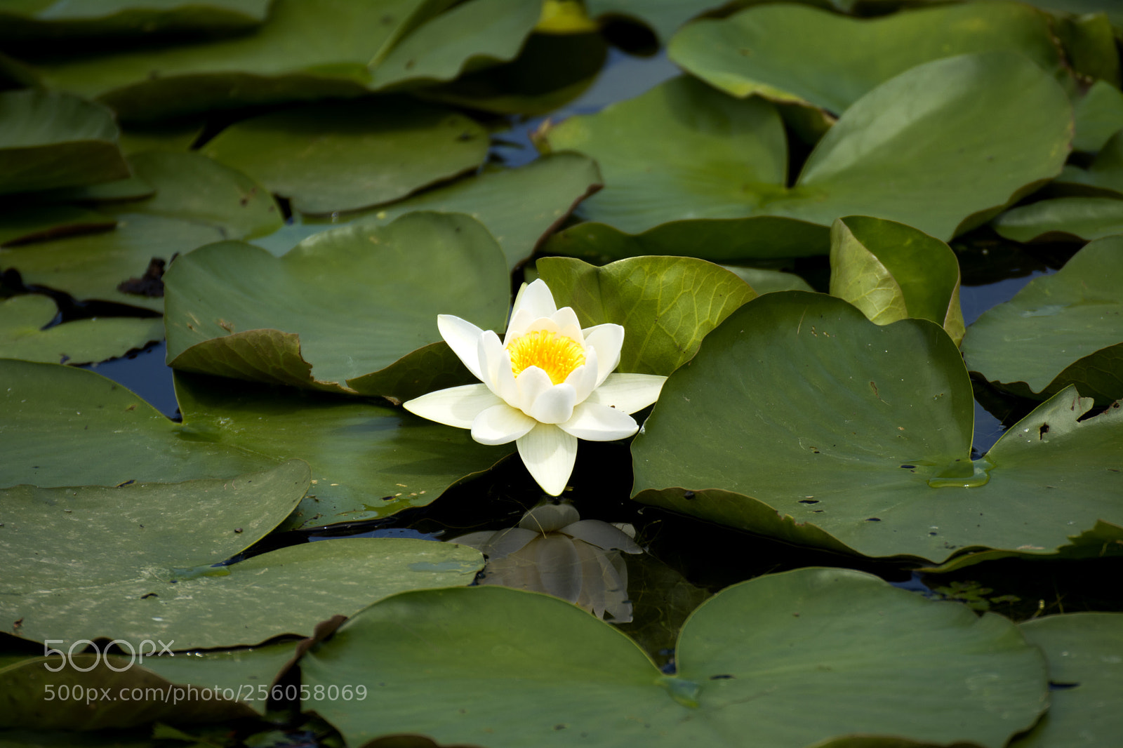 Nikon D5200 sample photo. Stands alone photography