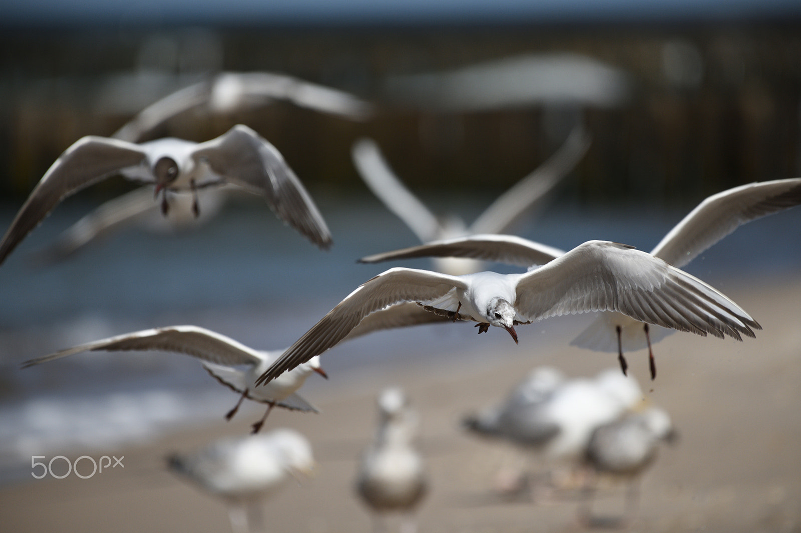 Nikon AF-S Nikkor 200-500mm F5.6E ED VR sample photo. Baywatch photography