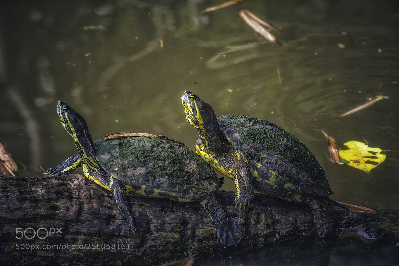 Nikon D7100 sample photo. Tortugas photography