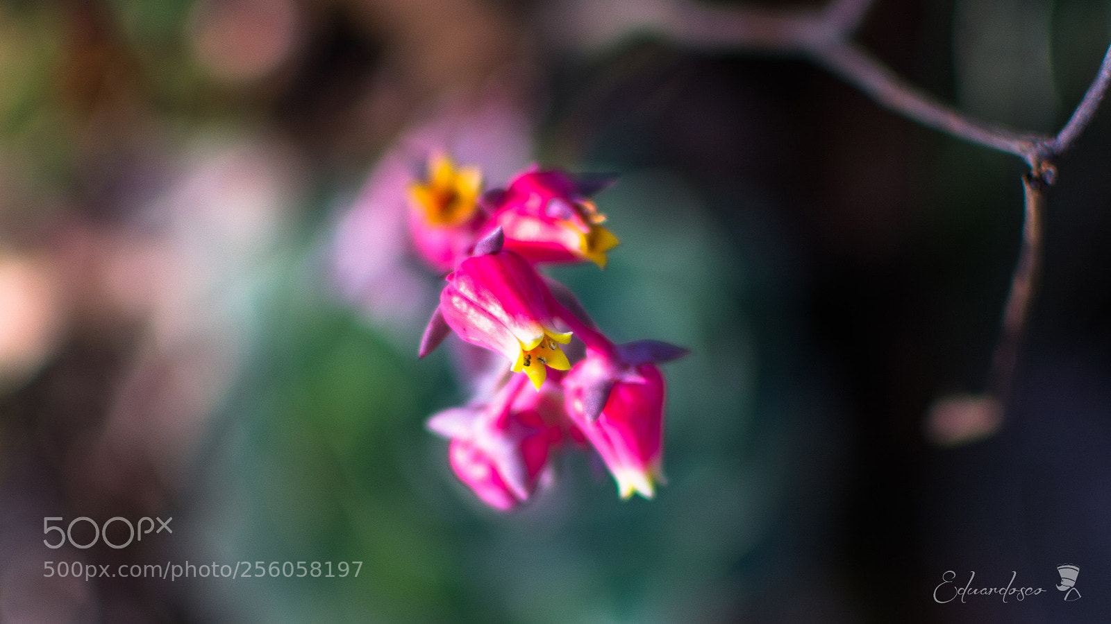 Nikon D7100 sample photo. Flower photography