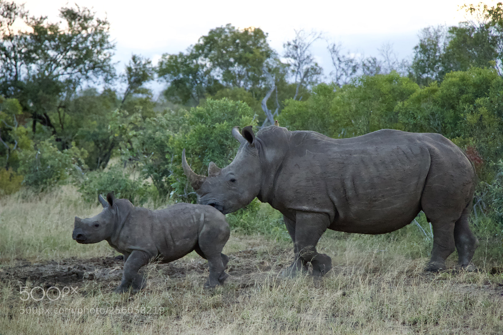 Canon EOS 70D sample photo. Rhino photography