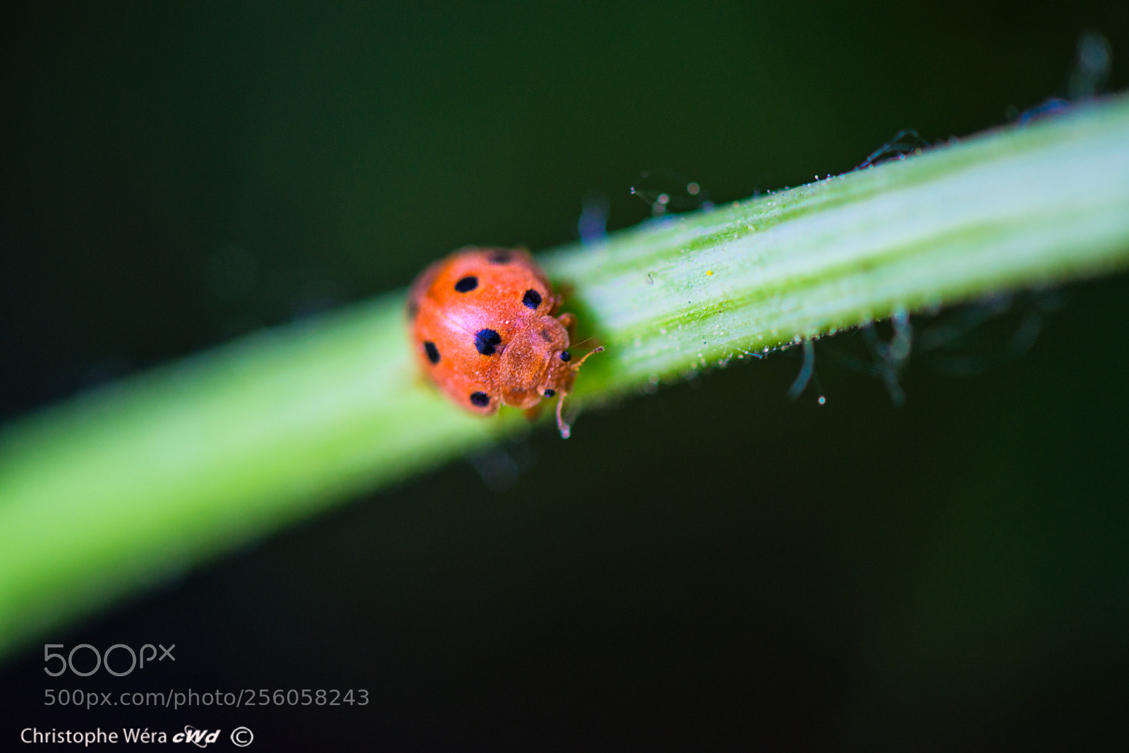 Nikon D800 sample photo. "help i'm lost" photography