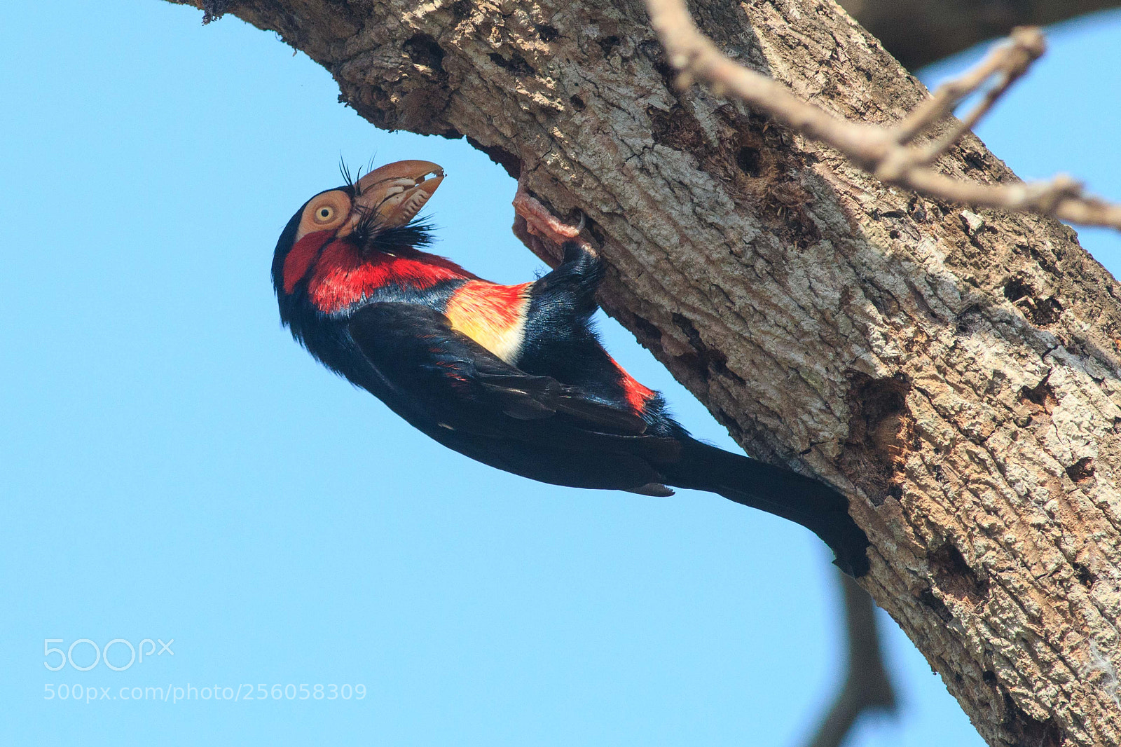 Canon EOS 70D sample photo. Double-toothed barbet photography