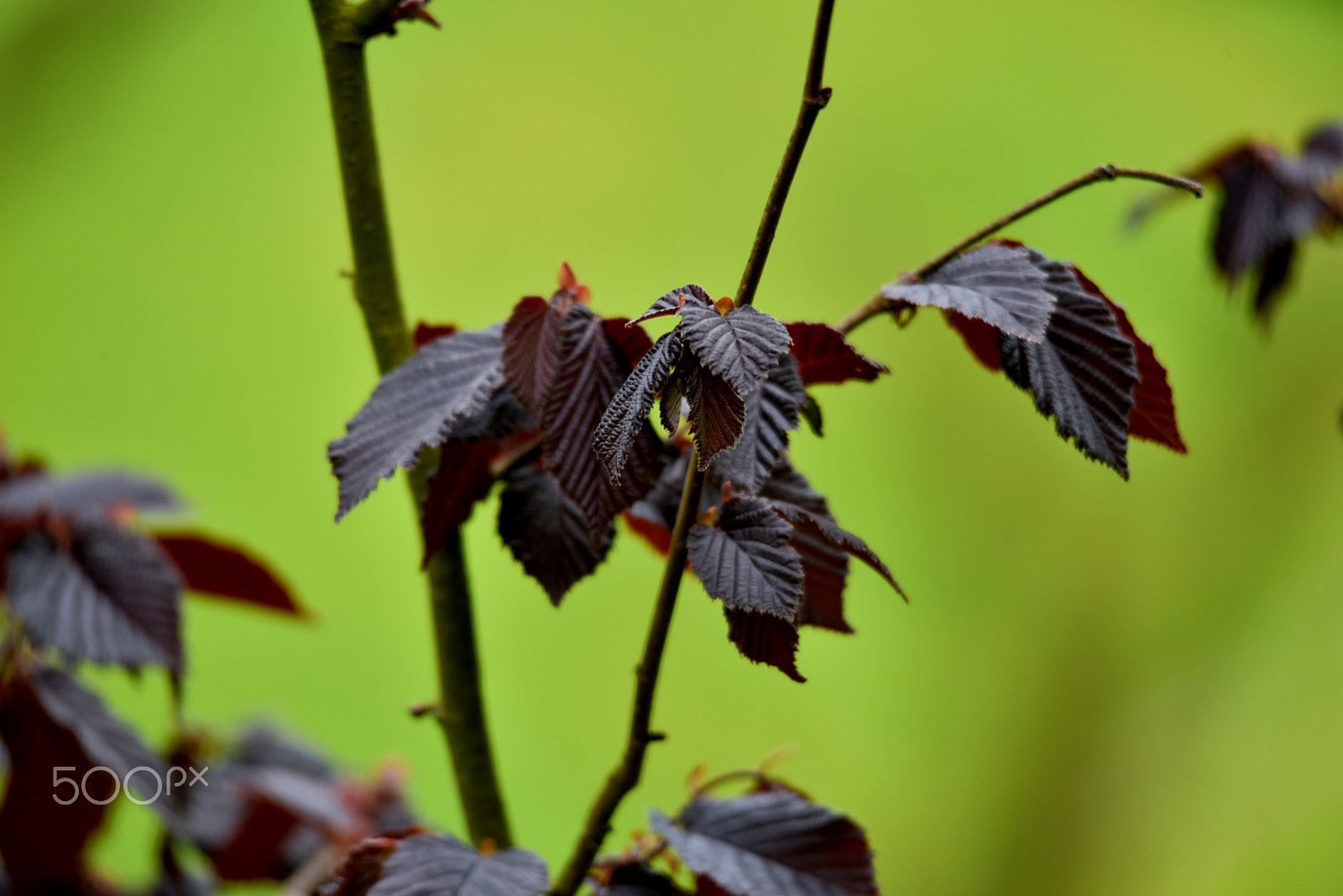 Nikon D810 + Sigma 150-500mm F5-6.3 DG OS HSM sample photo. Çiçek photography