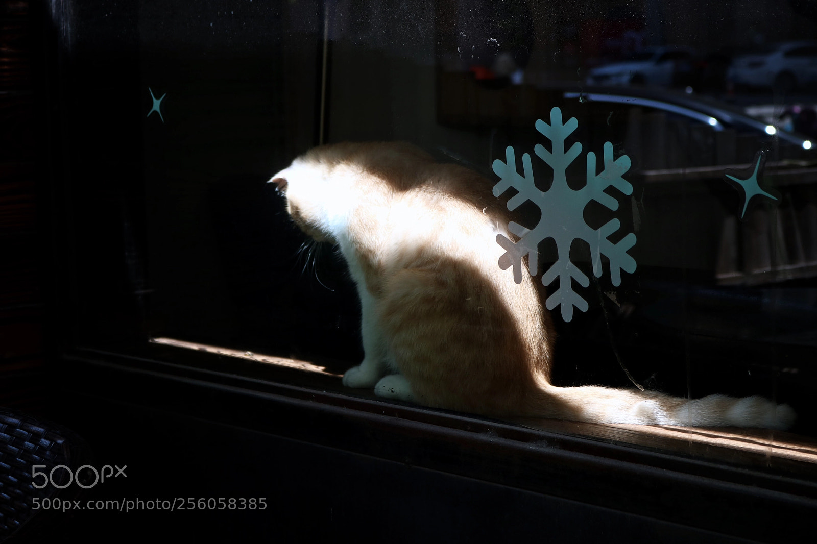 Canon EOS 760D (EOS Rebel T6s / EOS 8000D) sample photo. A cat, lonely cat . photography