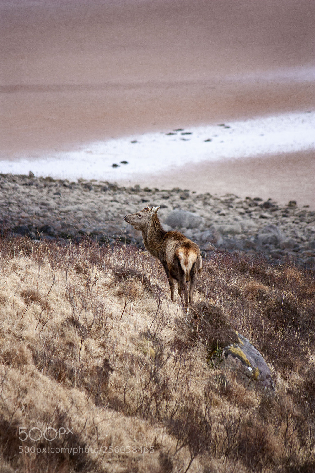 Canon EOS 450D (EOS Rebel XSi / EOS Kiss X2) sample photo. Stag in camo. photography