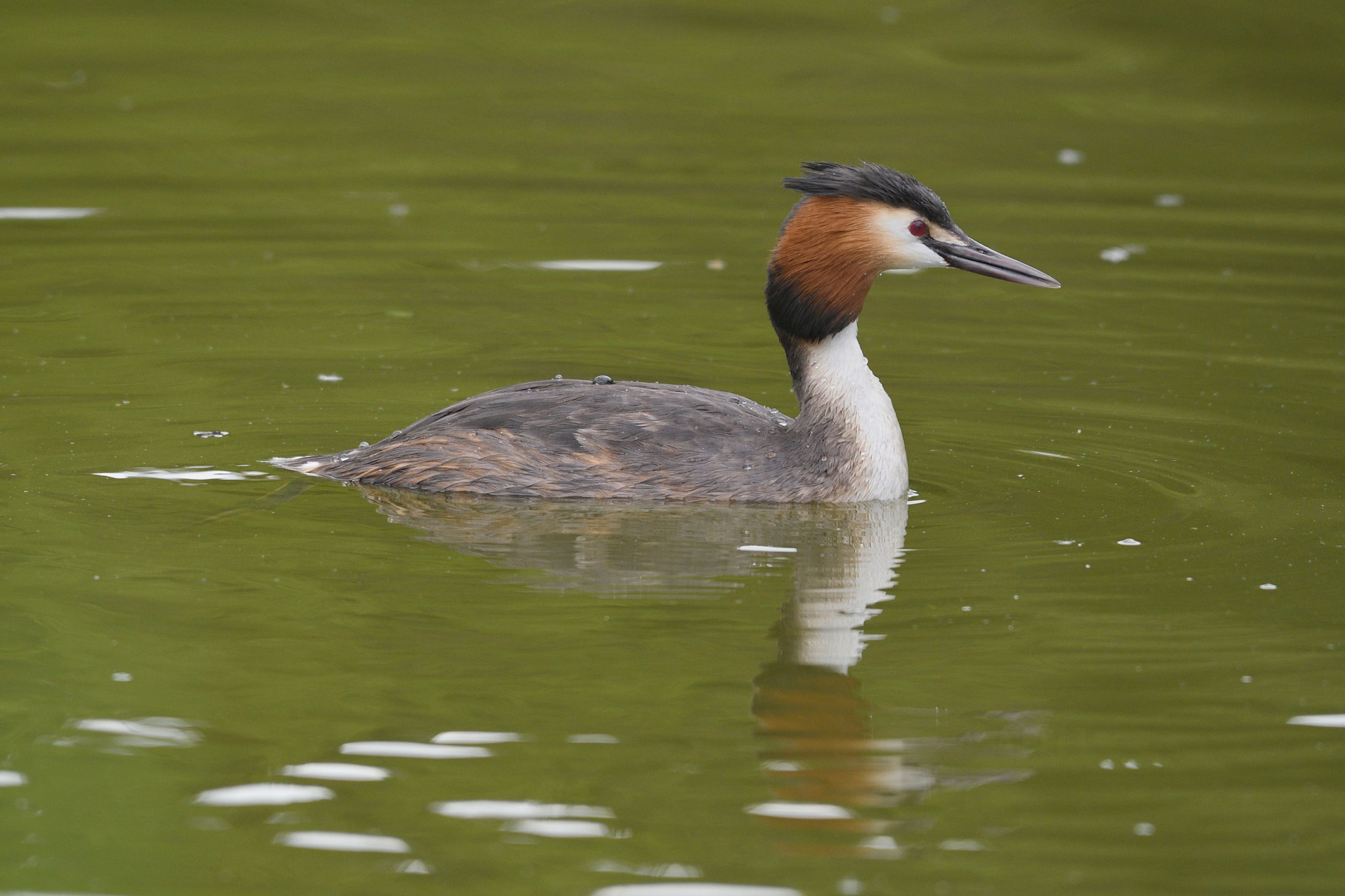 Nikon AF-S Nikkor 200-500mm F5.6E ED VR sample photo. Grèbe huppé photography