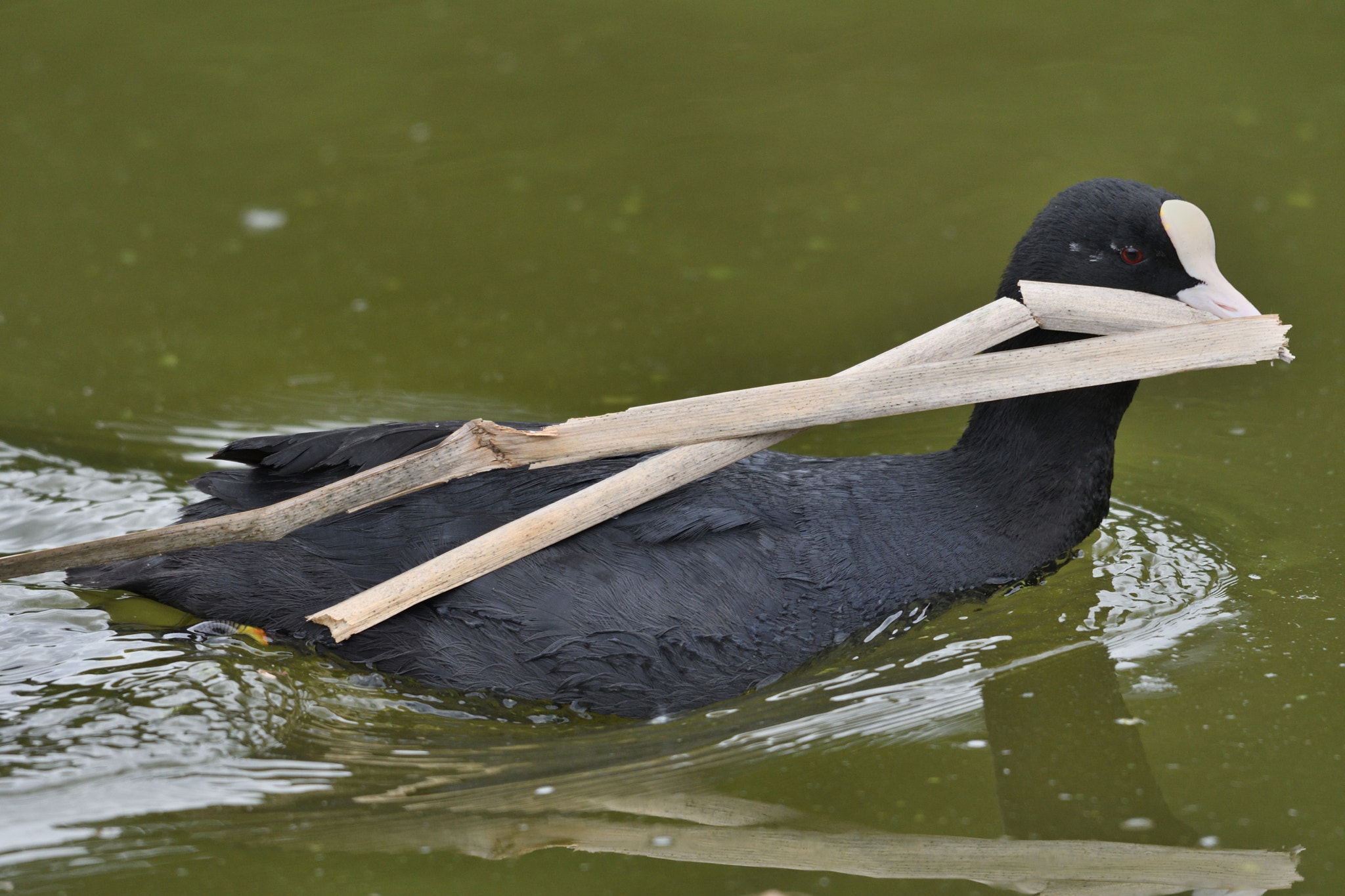 Nikon AF-S Nikkor 200-500mm F5.6E ED VR sample photo. Foulque macroule photography