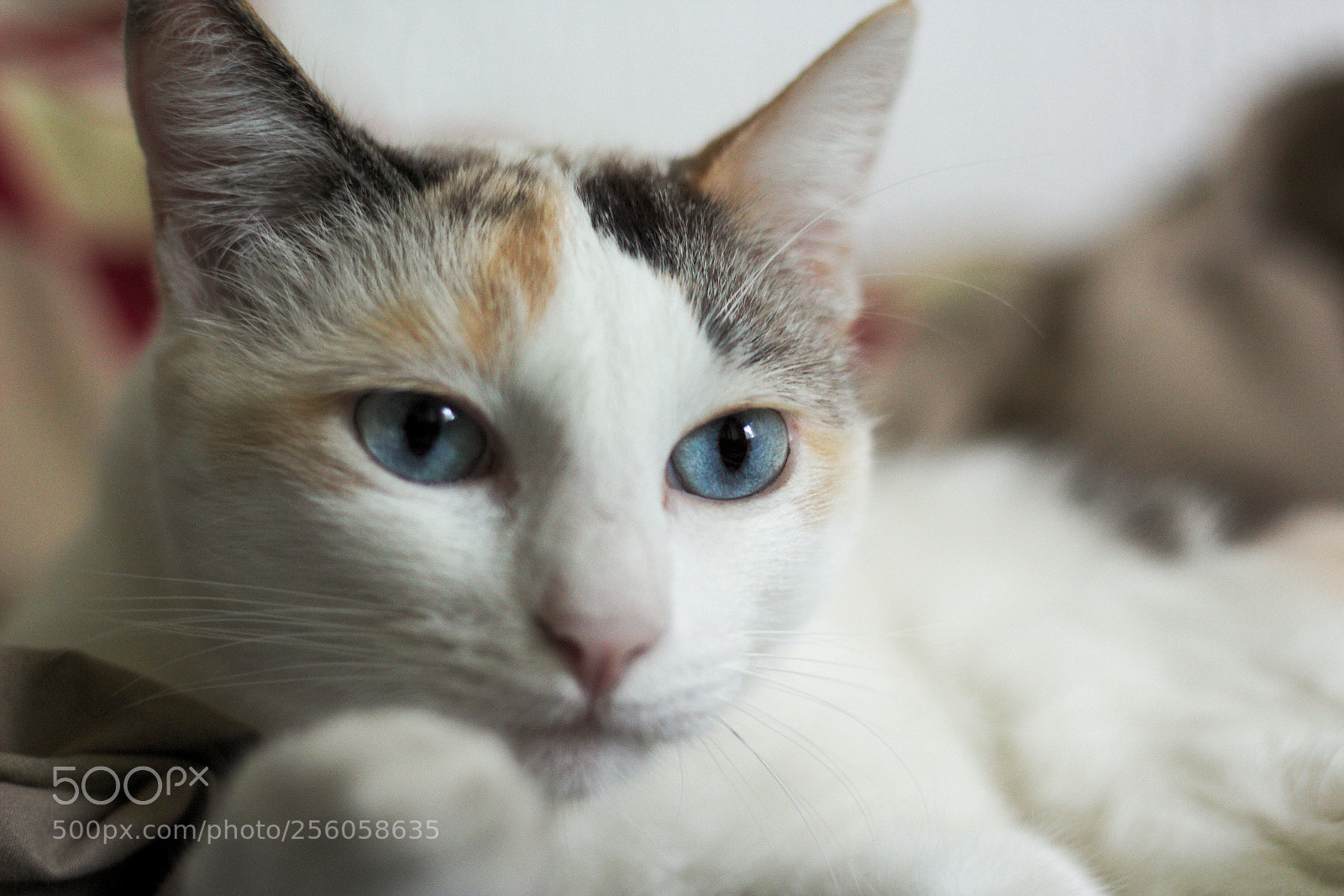 Canon EOS 700D (EOS Rebel T5i / EOS Kiss X7i) sample photo. Modeling for new lenses photography