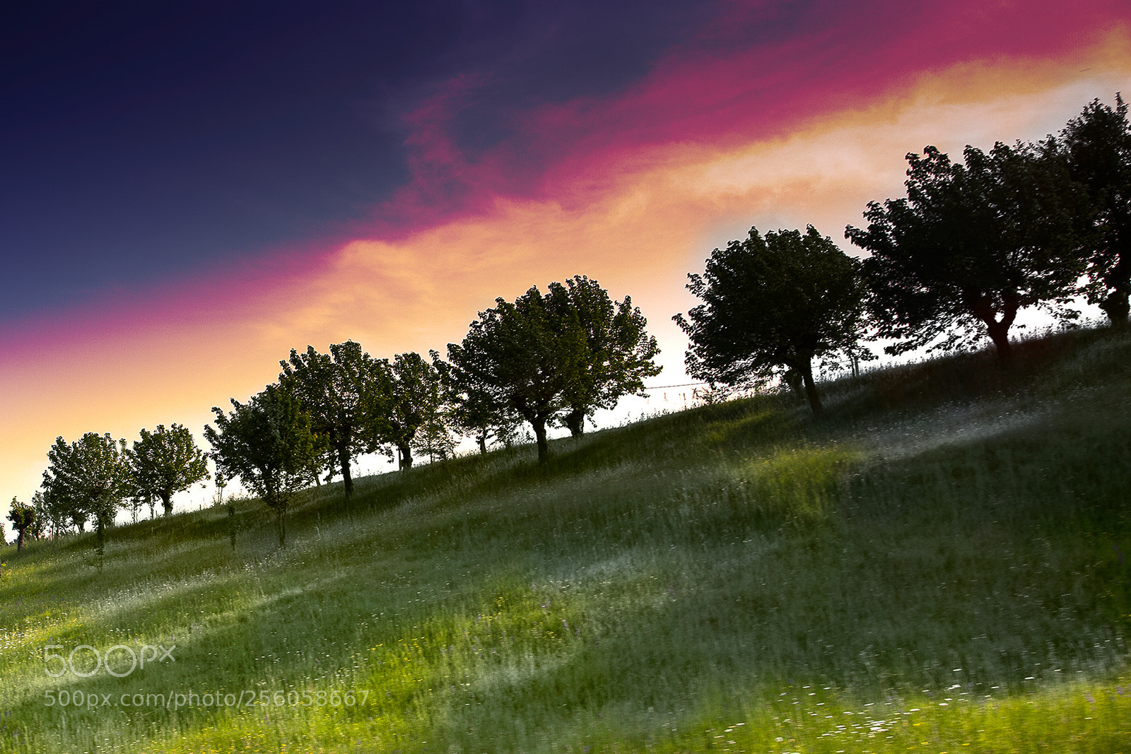 Canon EOS 5D sample photo. Alberi photography