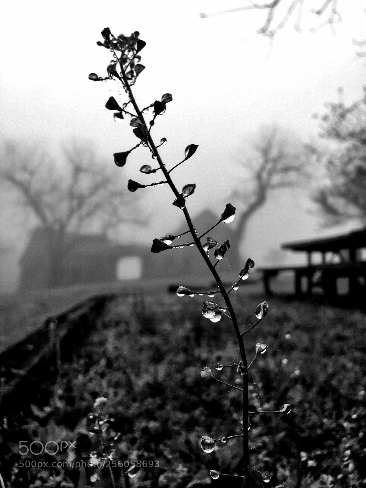 Apple iPhone 6 sample photo. Fog drenched. photography