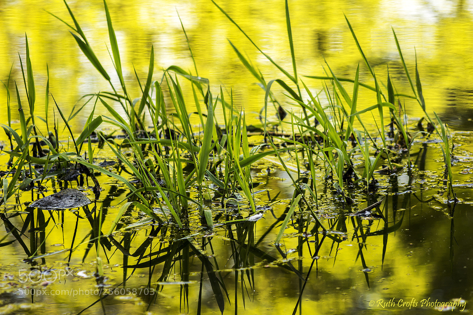 Canon EOS 600D (Rebel EOS T3i / EOS Kiss X5) sample photo. Pond grass  reflections photography