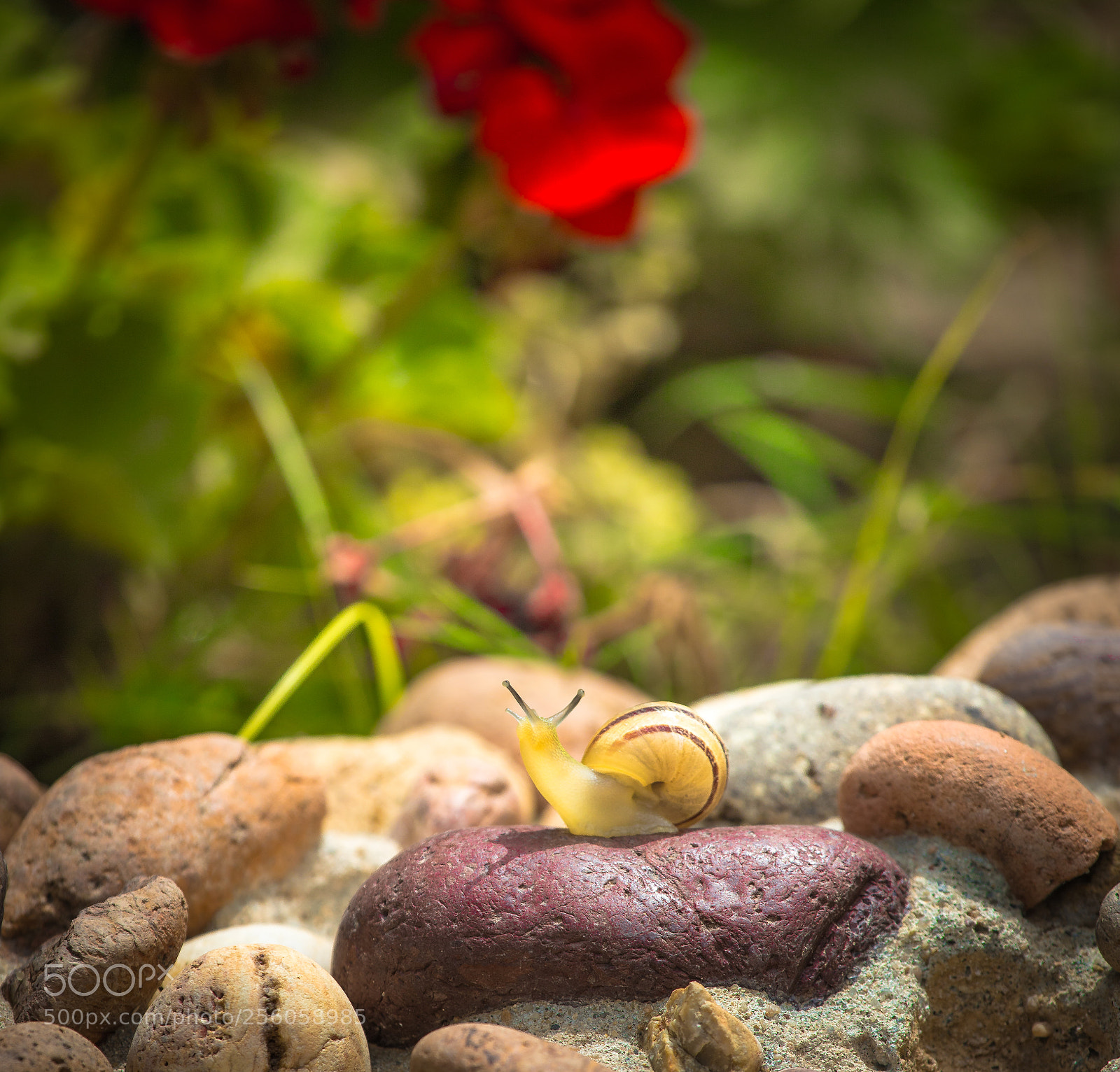 Canon EOS 6D Mark II sample photo. The elegant snail photography