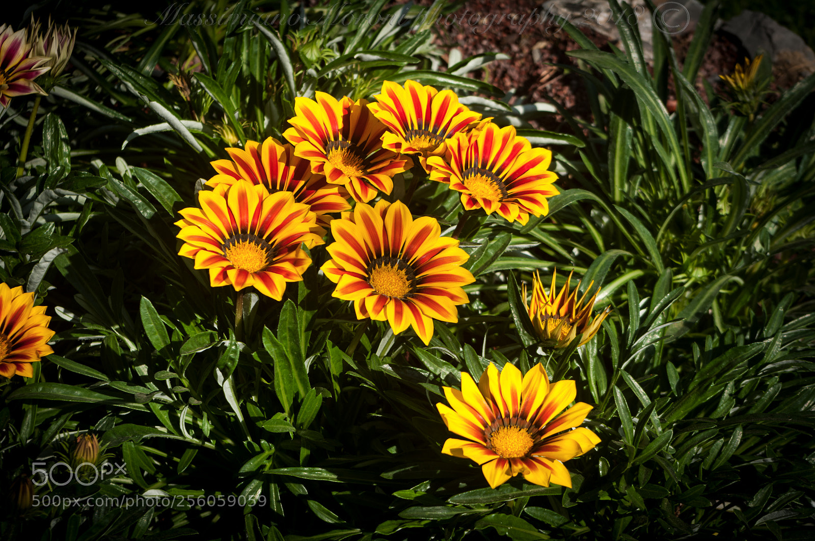 Pentax K20D sample photo. Euroflora 2018 photography