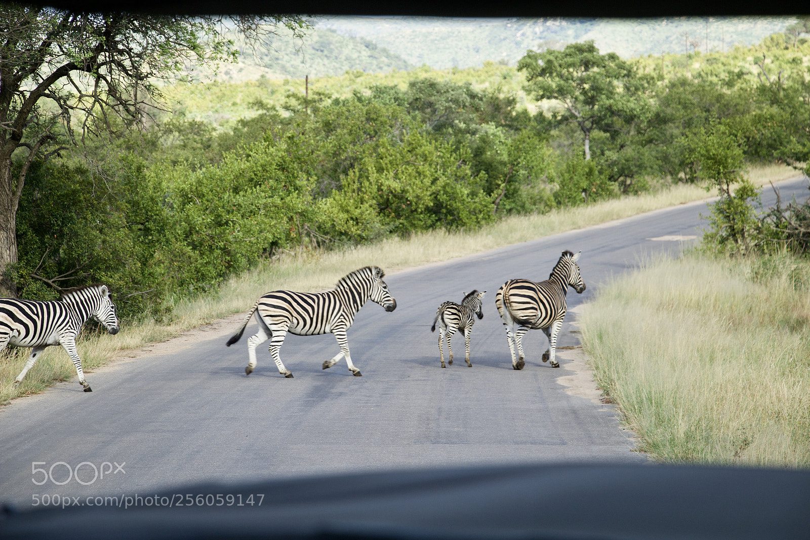 Canon EOS 70D sample photo. Zebra photography
