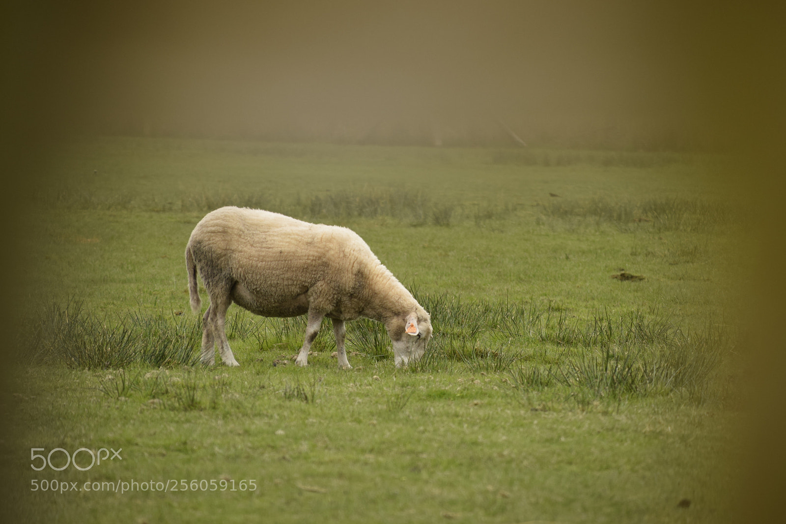 Nikon D3300 sample photo. The lamb photography