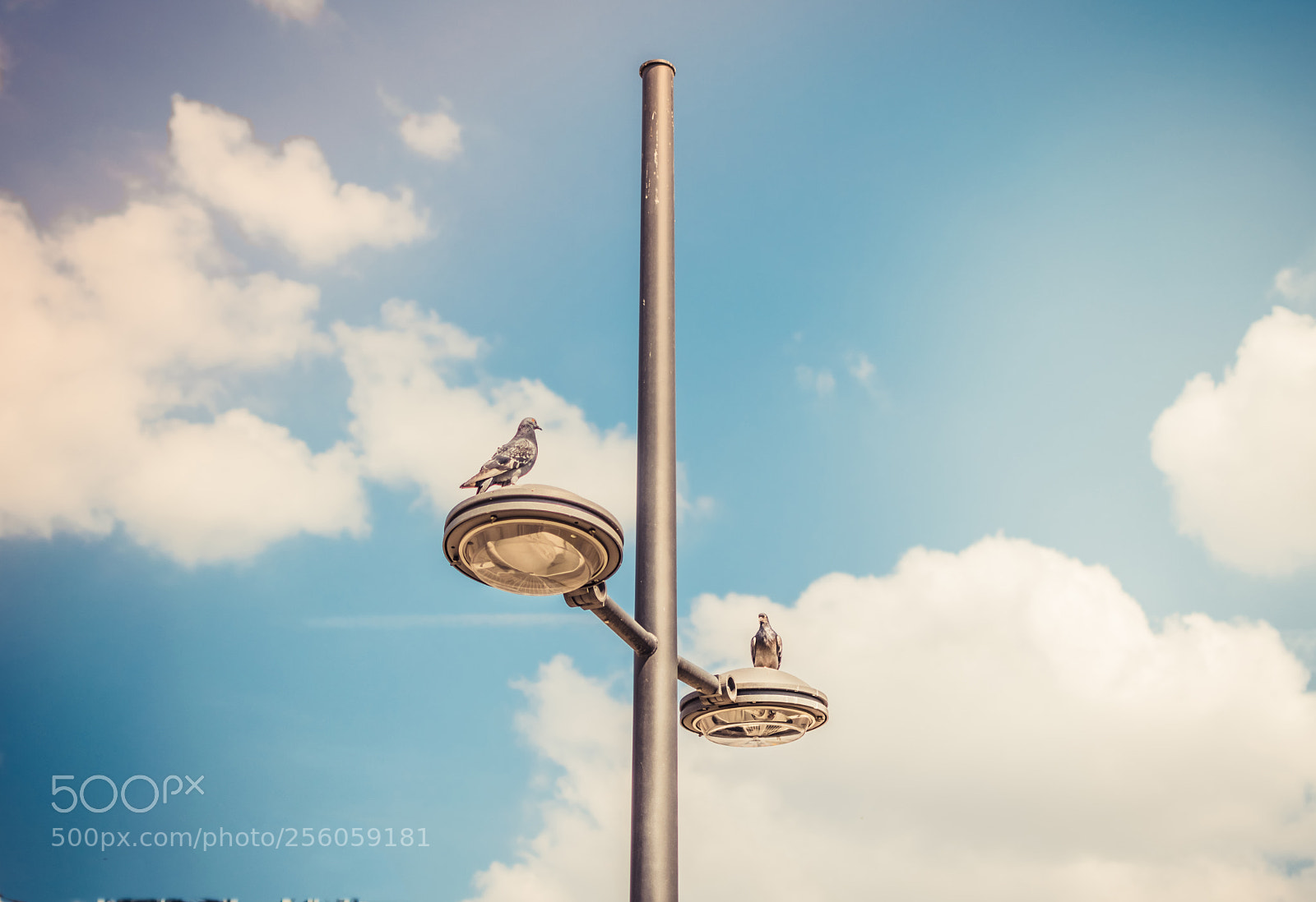 Nikon D5300 sample photo. Birds parking photography