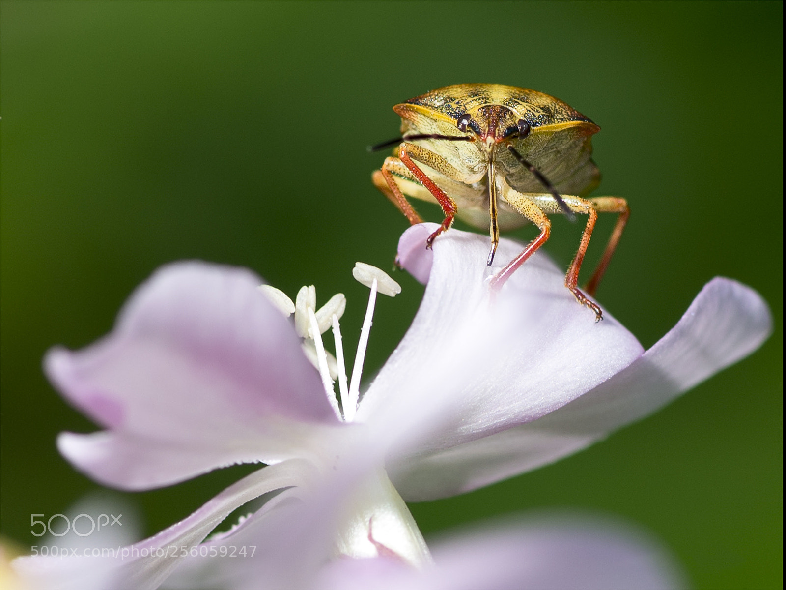 Nikon D610 sample photo. Looking at you photography