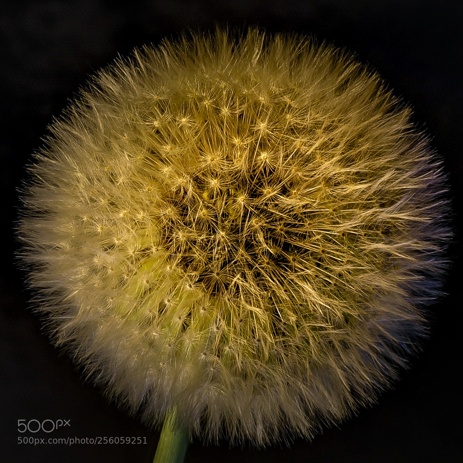 Canon EOS 5D Mark IV sample photo. Dandelion photography