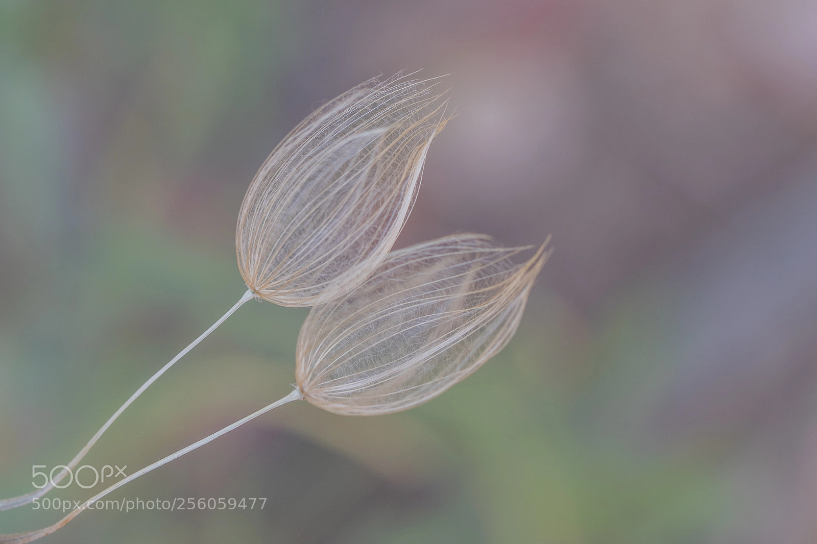 Canon EOS 80D sample photo. Soft photography