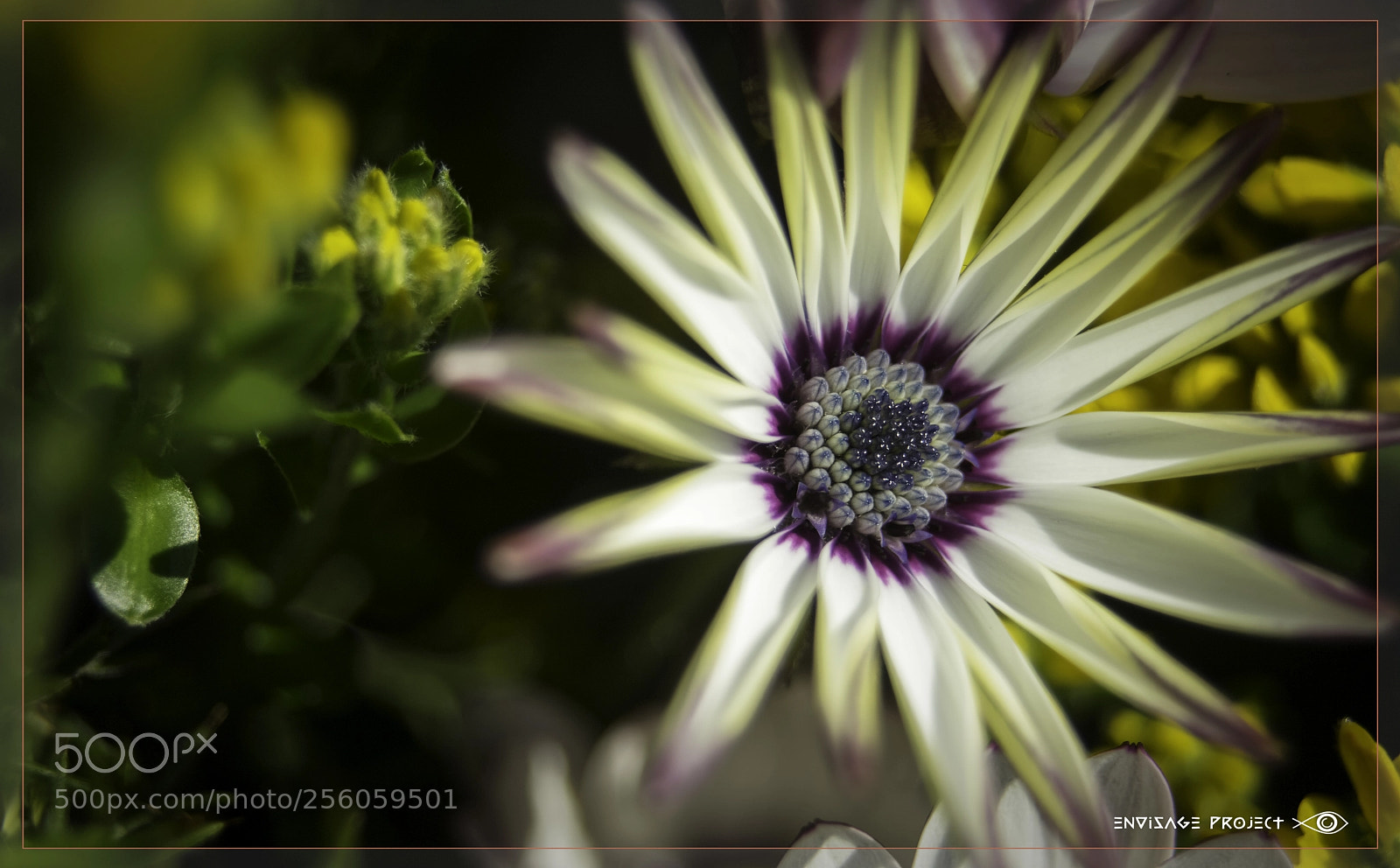 Sony a7R sample photo. Target daisy photography