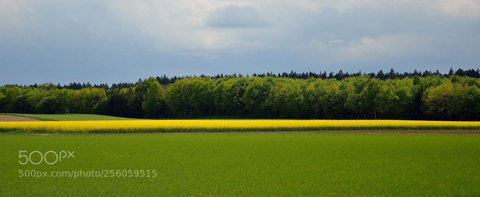Nikon D7000 sample photo. The yellow line photography
