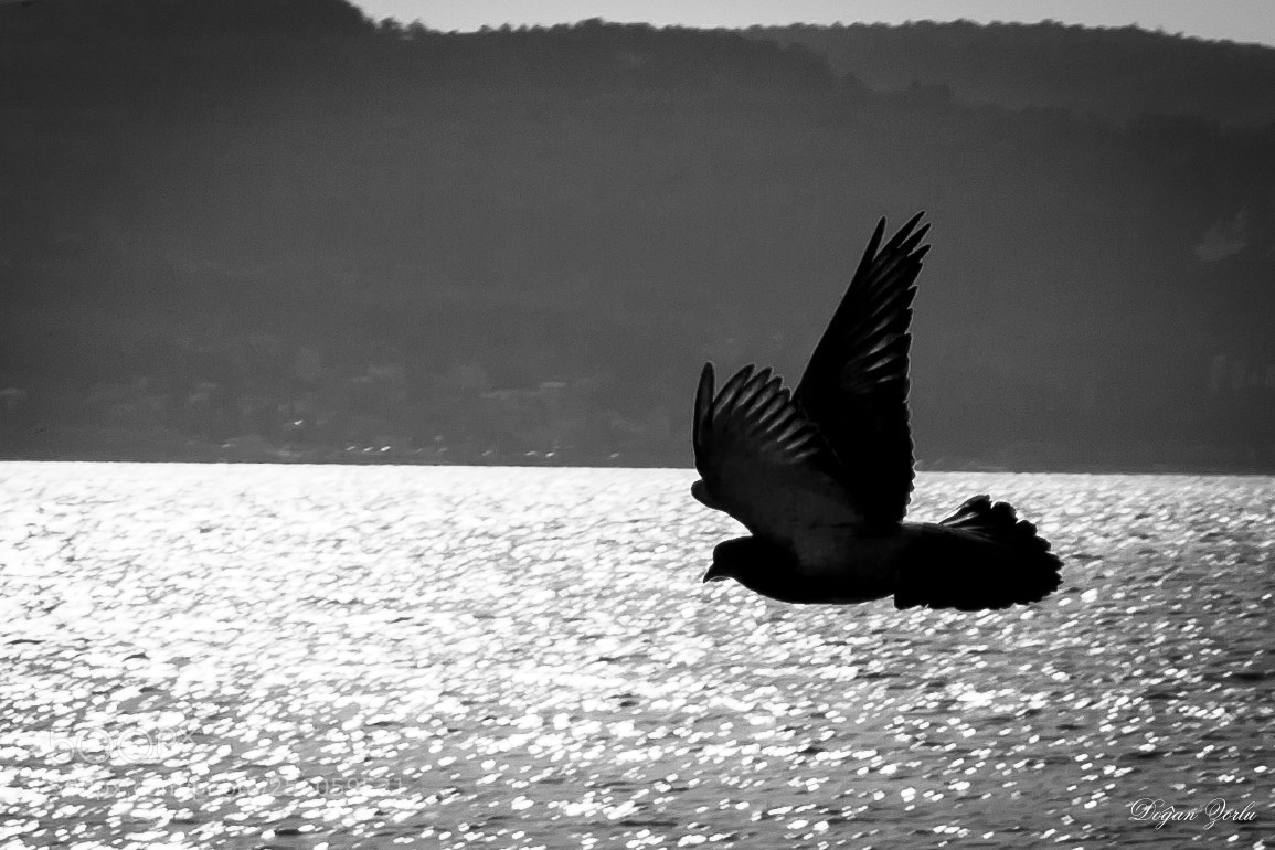 Canon EOS 40D sample photo. Dove over the shining photography