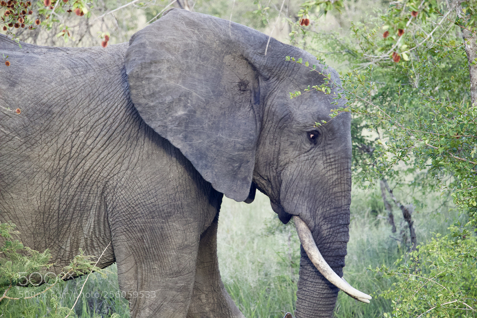Canon EOS 70D sample photo. Elephant photography