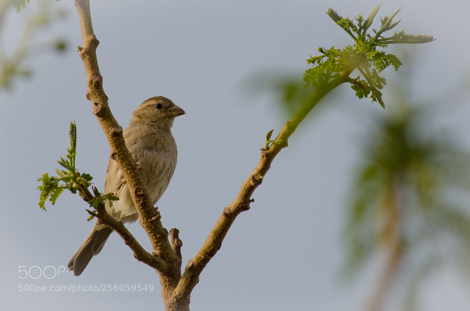 Nikon D7000 sample photo. Sparrow photography