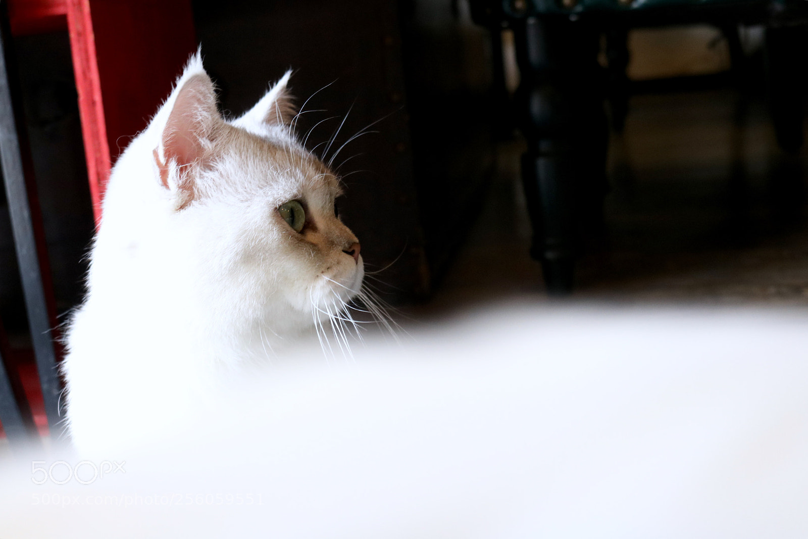 Canon EOS 760D (EOS Rebel T6s / EOS 8000D) sample photo. Cat in cafe. photography