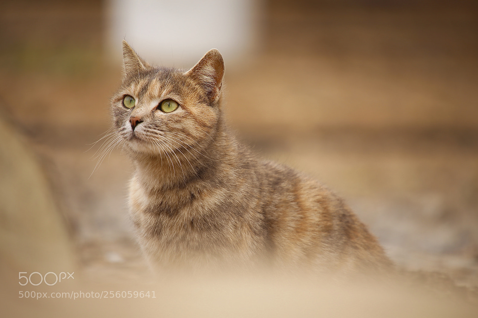 Canon EOS 6D sample photo. Be kind to me photography