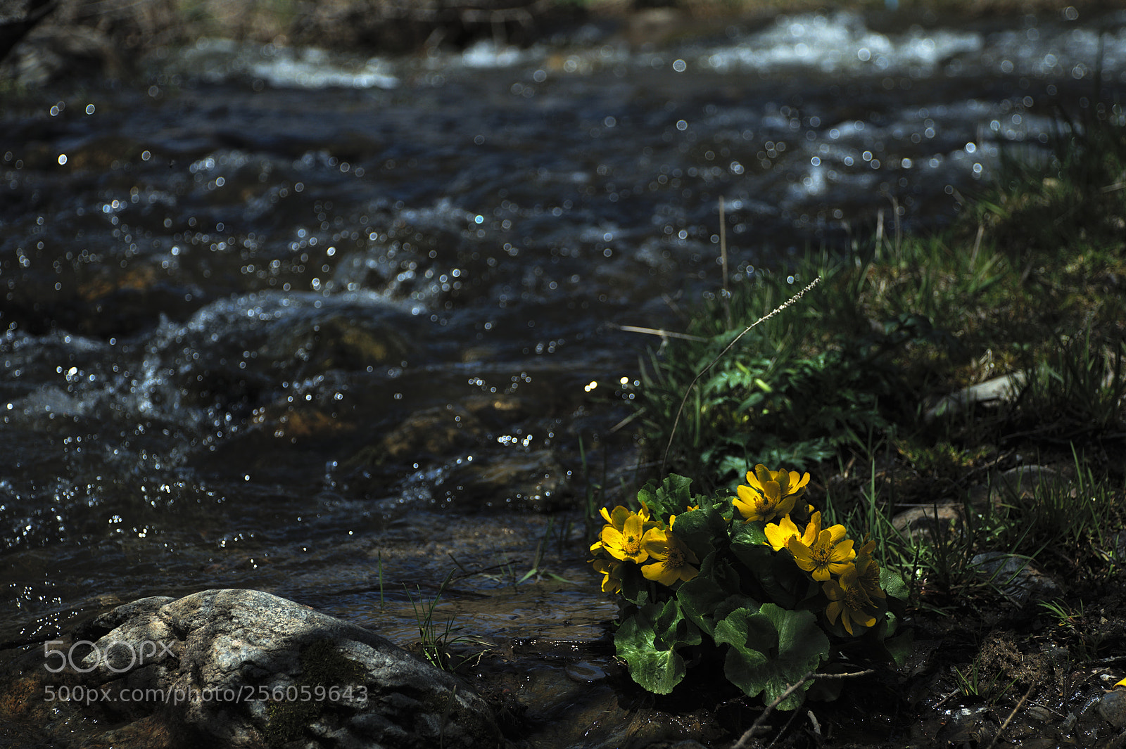 Nikon D5000 sample photo. Flowers in water photography