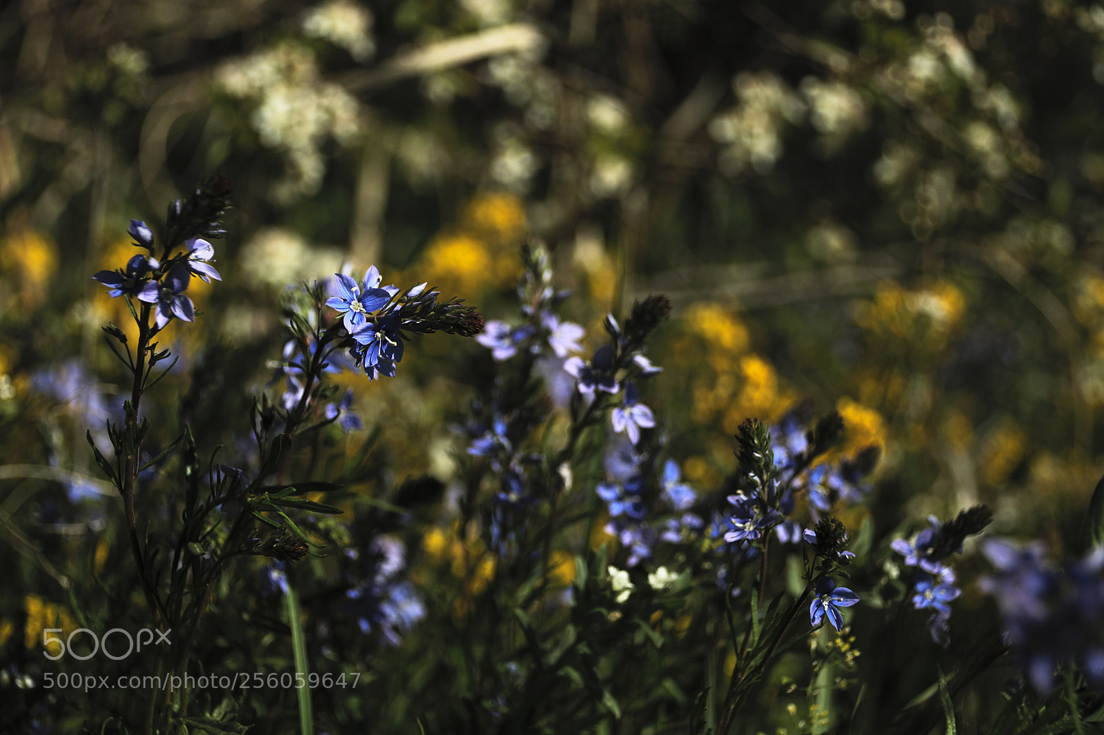 Nikon D5000 sample photo. Flowers photography