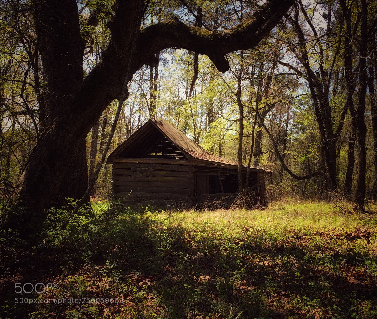 Apple iPhone 6 sample photo. Log milk barn.  photography