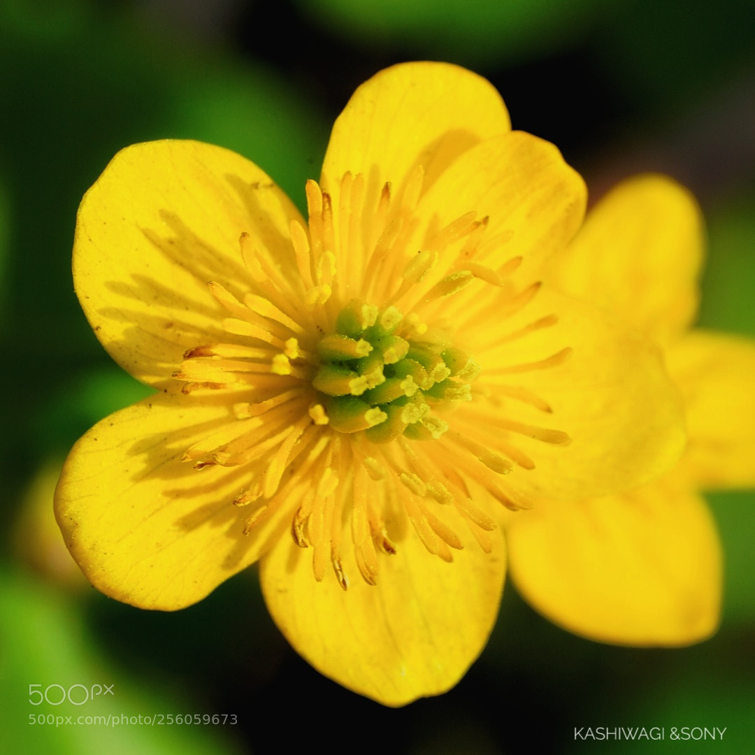 Sony a7 II sample photo. Yellow flowers photography