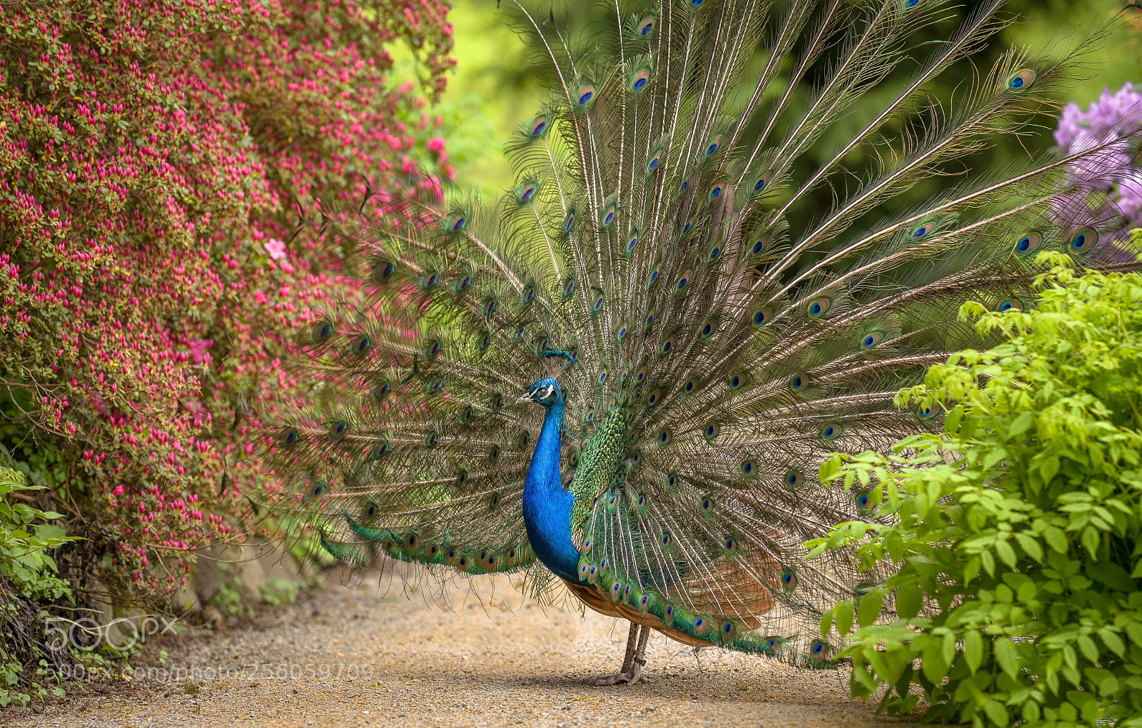 Nikon D5100 sample photo. Peacock photography