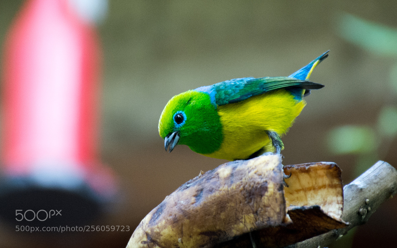 Nikon D7100 sample photo. Blue-naped chlorophonia (chlorophonia cyanea) photography