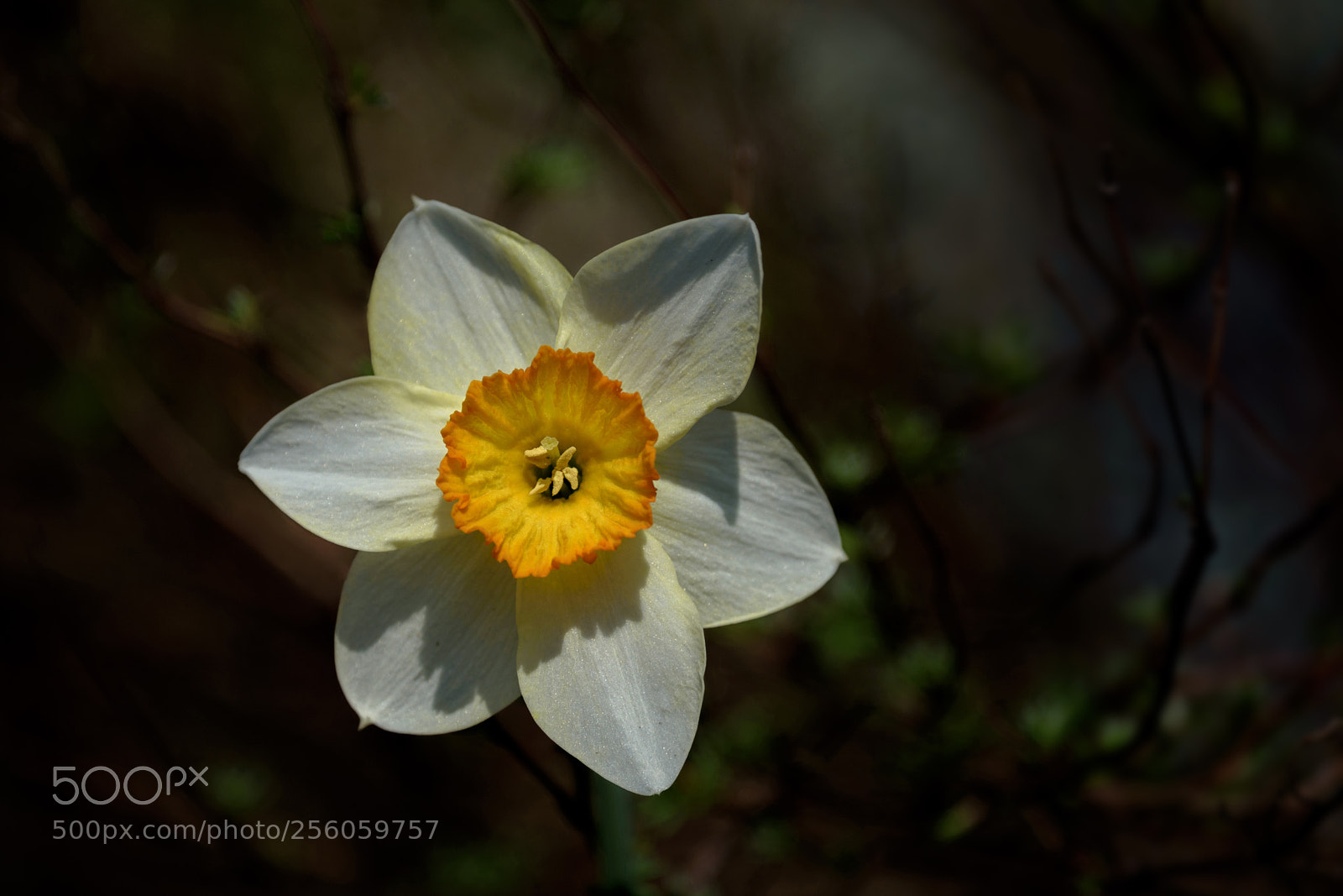 Nikon D750 sample photo. Narcissi photography