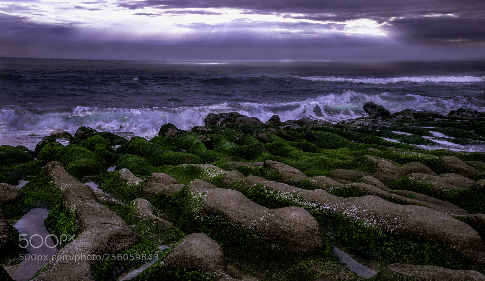 Nikon D750 sample photo. Cost line green reef photography