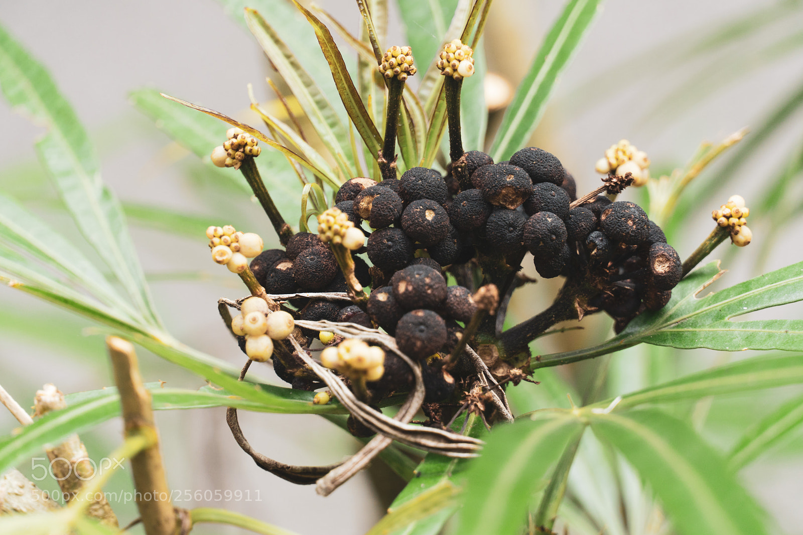 Sony a6500 sample photo. Unknown flower photography