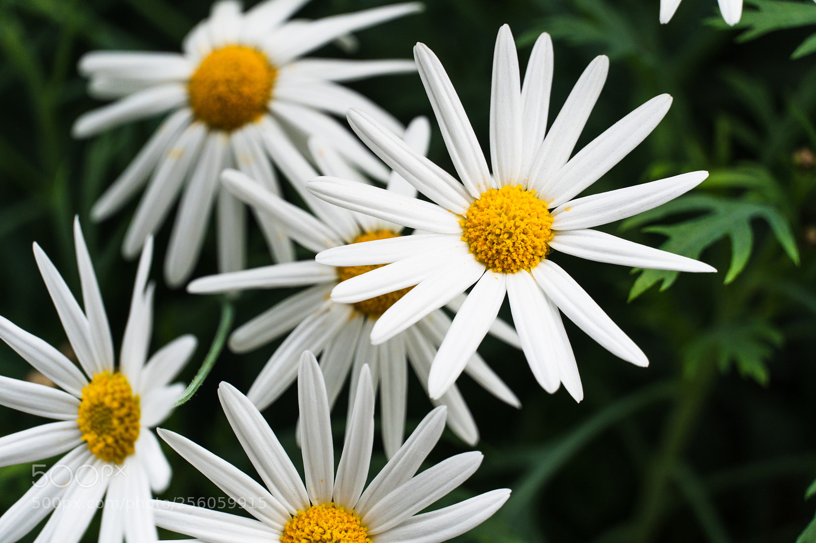 Sony a6500 sample photo. Daisies photography