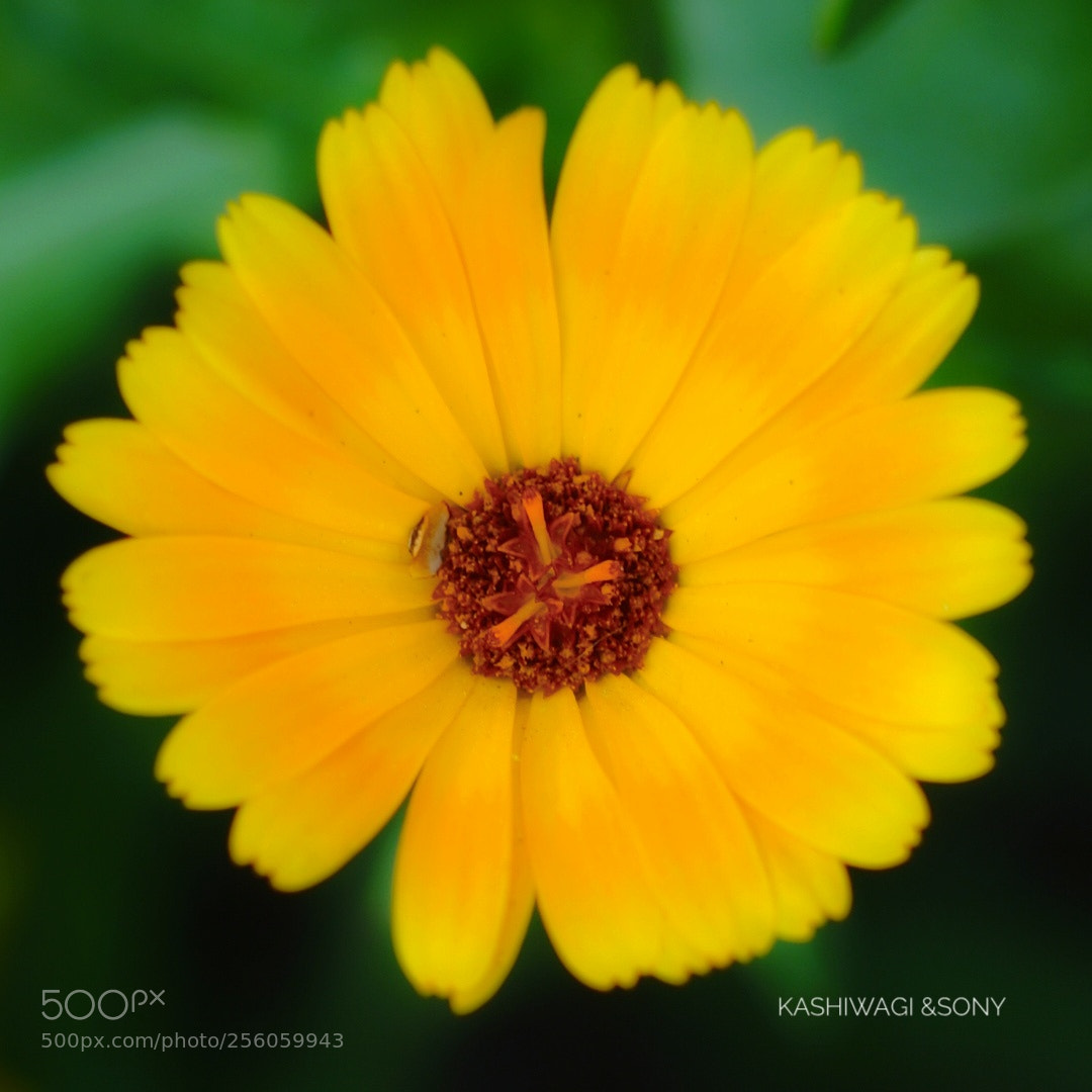 Sony a7 II sample photo. Yellow flowers photography
