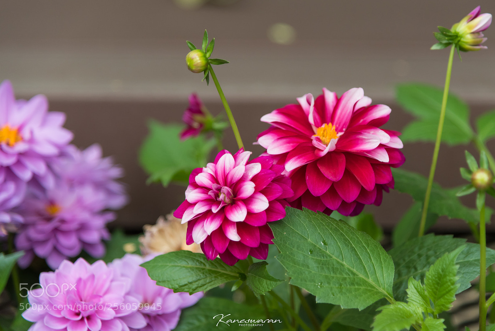 Nikon D750 sample photo. Flowers photography