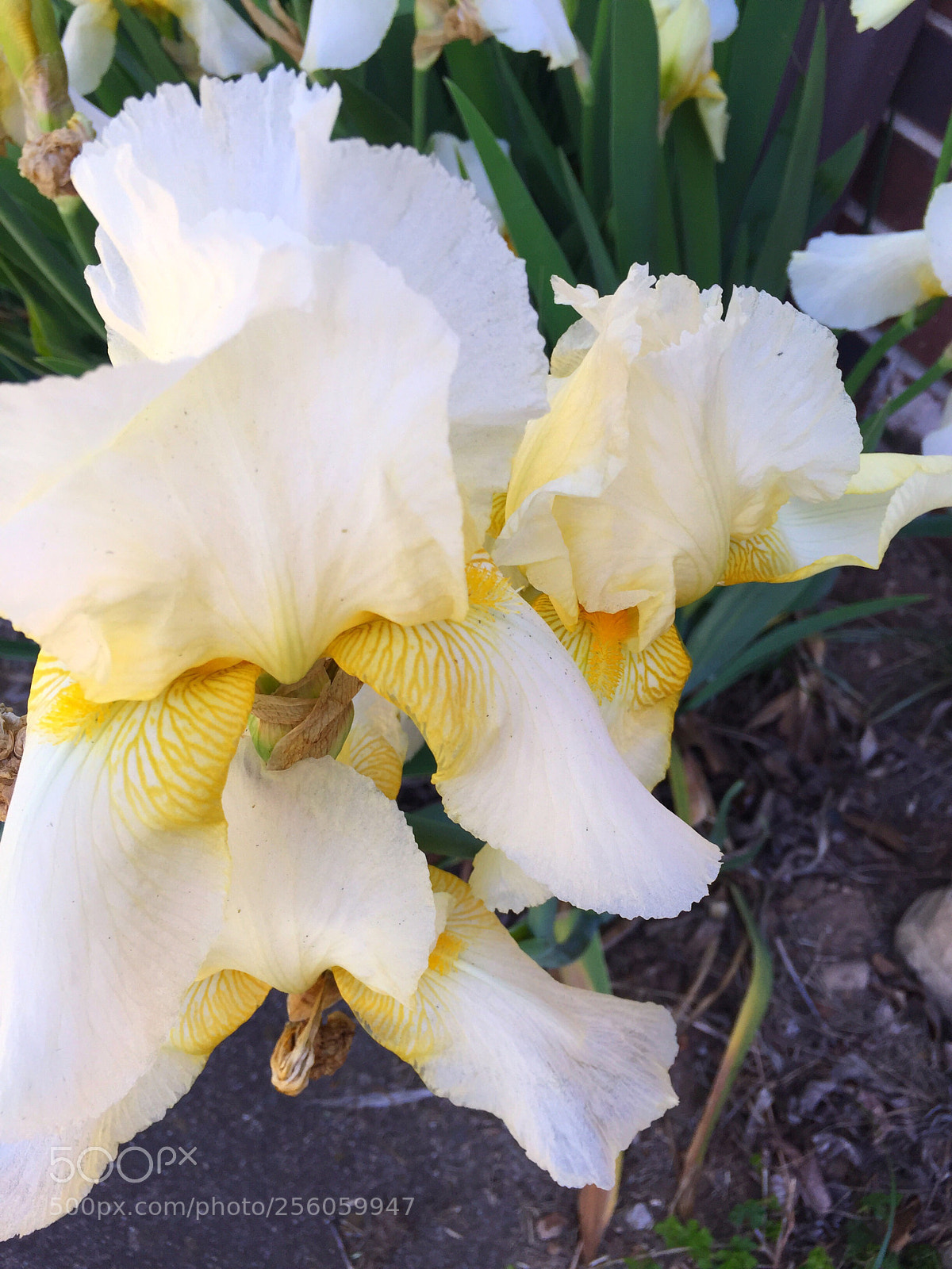 Apple iPhone 6 Plus sample photo. Today’s flower ?  photography