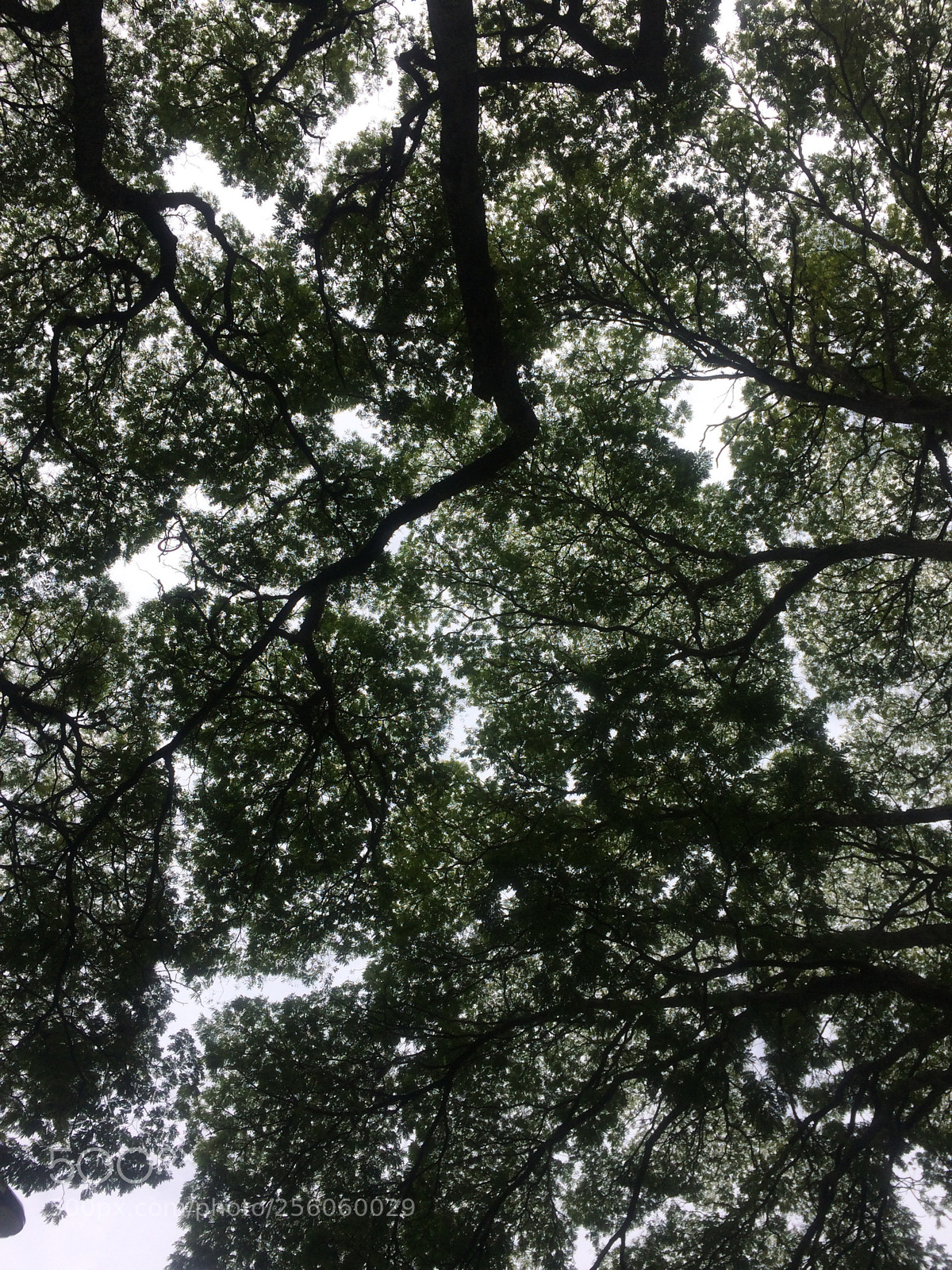 Apple iPhone 5s sample photo. Photo hunter nature hunter  photography