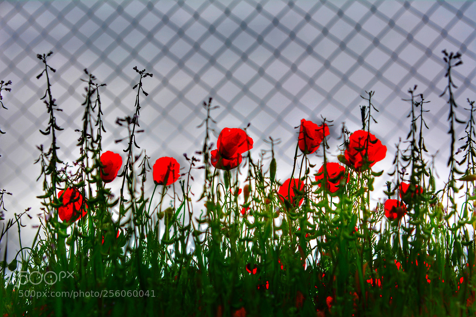 Nikon D5200 sample photo. Untitled photography