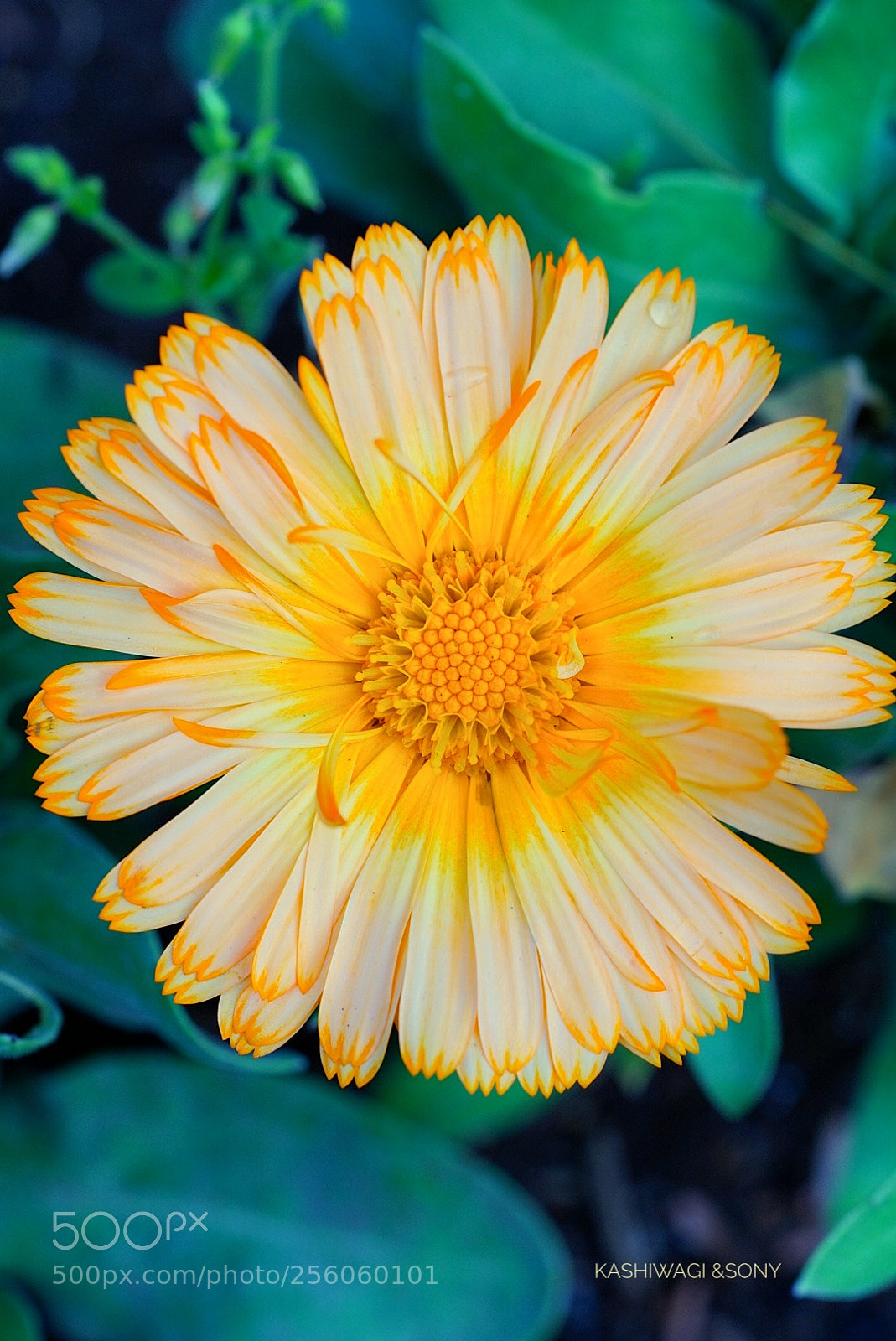 Sony a7 II sample photo. Yellow flowers photography