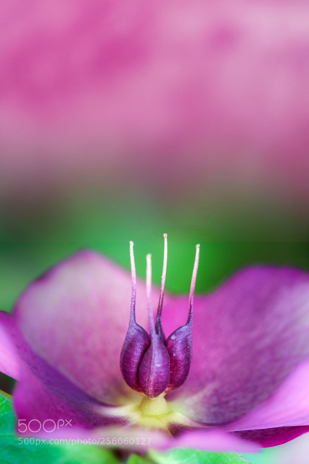 Sony a7R III sample photo. Untitled photography