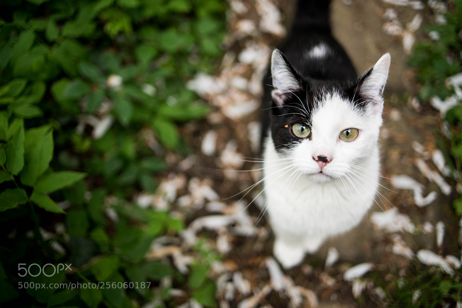 Nikon D750 sample photo. Green, black & white photography