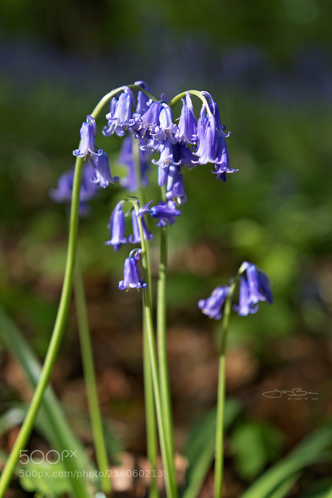 Canon EOS 80D sample photo. Wood hyacinth photography